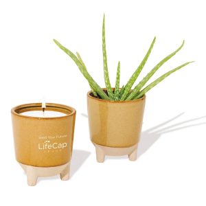 This set of amber colored ceramics includes one 12oz soy candle. The other pot is a planter holding an aloe plant. Customers can choose from aloe, daisy, basil, or spruce seeds.